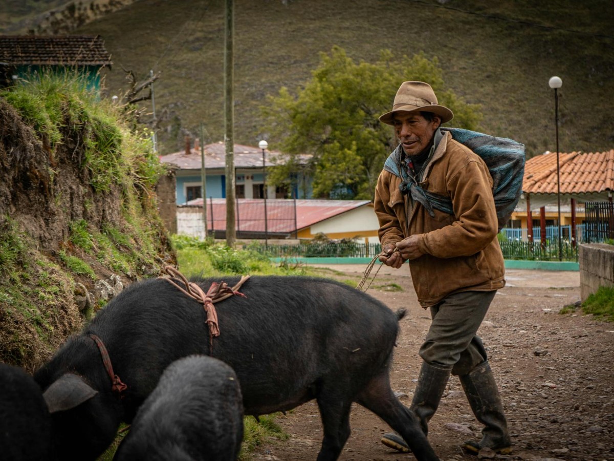 So they ran off the cliff